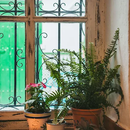 Encanto Canillas de Aceituno